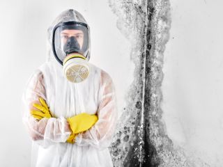 Professional Mold Removal Process
